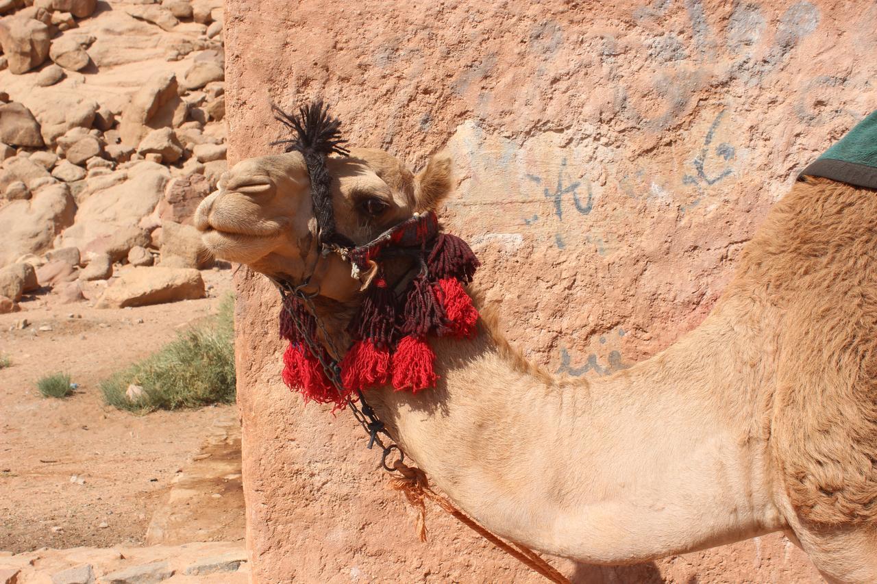 Wadi Rum Bedouin Way Camp Kültér fotó